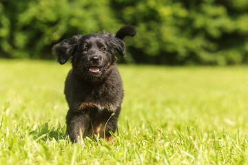 a lone cute Hovawart puppy running on the grass
