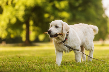 male Golden Retriever puppy walking on the grass in the park with a stick