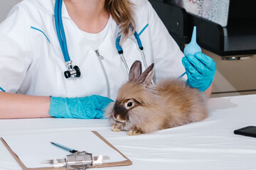 A female veterinarian holds an enema, for the procedure of clearing the stomach of a red rabbit, there is a tablet for notes and a phone on the table. Reception of an animal in a veterinary clinic
