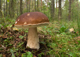 Edible mushroom in the forest on a sunny day, Boletus edulis.