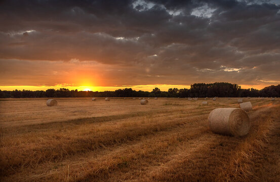 Rolls of bale straw on large field in summer during sunset in Bratislava