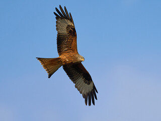 Red kite (Milvus milvus)