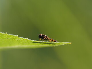 Schwebfliege sonnst sich an einem kühlen Morgen auf einem Blatt