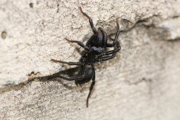 segestriidae black spider macro photo