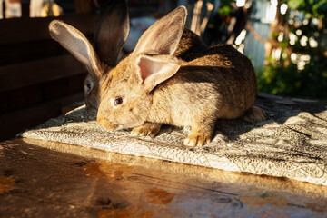 two large red rabbits sit on the table. they are frightened