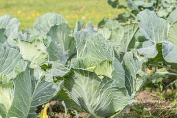 cabbage. natural light. growing organic products without the use of chemicals. close-up.