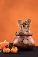 cute chihuahua dog inside a cauldron with pumpkins and bat on orange background in halloween celebration