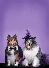 two adorable dog wearing halloween costumes: a witch and a vampire on purple background