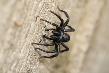 segestriidae black spider macro photo