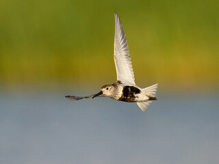 Dunlin (Calidris alpina)