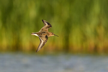 Dunlin (Calidris alpina)