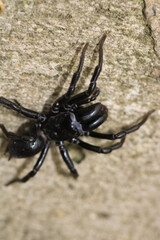 segestriidae black spider macro photo