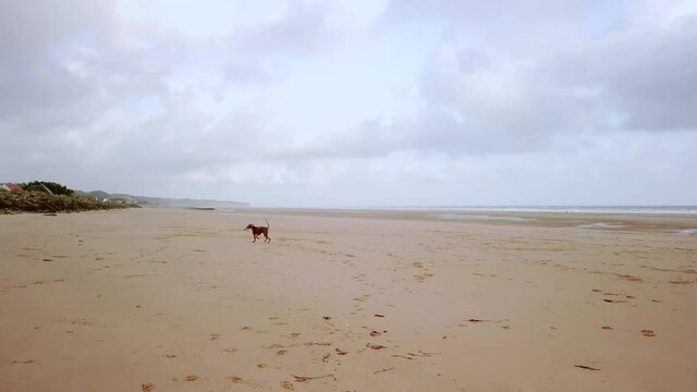 Young girl with a weimaraner dog playing on Omaha beach located in Normandy, France