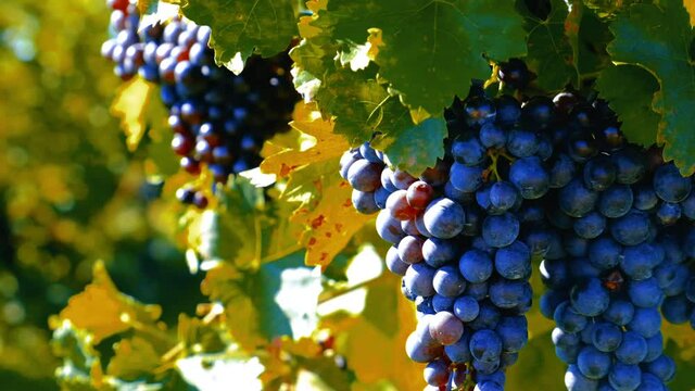 blue merlot grapes in summer vineyard