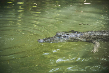 Crocodile dans l'eau