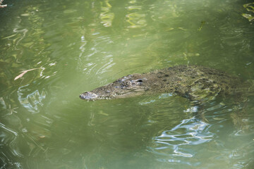 Crocodile dans l'eau
