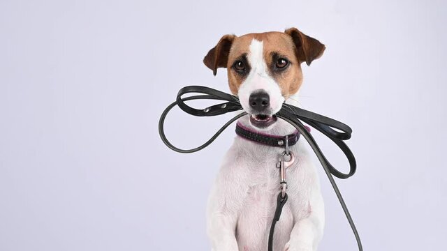 Jack russell terrier dog holding a leash on a white background.