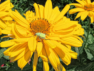 The cockchafer on the flower Heliopsis helianthoides