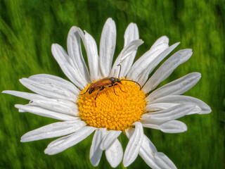 Longhorn beetle Anastrangalia reyi eats pollen on a flower of Leucanthemum vulgare