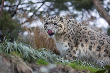 Snow leopard cat close up portrait