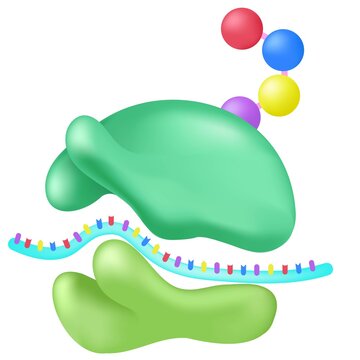 Ribosomes are macro-molecular production units. 