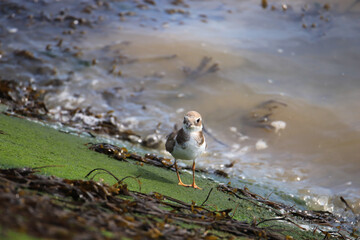 Common ringed plover or ringed plover near the water 
