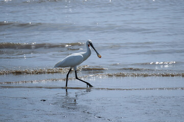 Eurasian spoonbill or common spoonbill (Platalea leucorodia) standing in a pond 