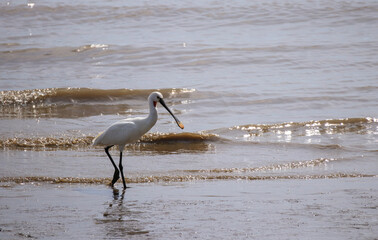 Eurasian spoonbill or common spoonbill (Platalea leucorodia) standing in a pond 
