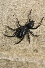 segestriidae black spider macro photo