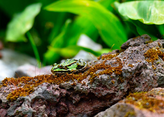 Frosch