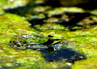 Frosch