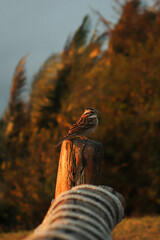 bird on a tree chair