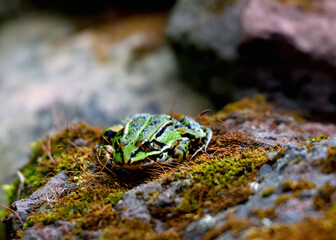 Frosch