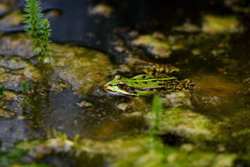 Frosch