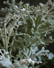 close up of a flower