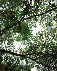 leaves in the sun