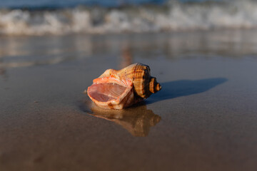 Fototapeta na wymiar Beautiful wet inverted shell rapana on the sandy beach of the Black Sea. Rapana shell is a natural souvenir from the sea.