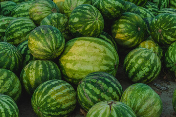 Round watermelons at the rural market in the Kherson region at the end of August.