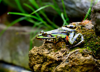 Frosch