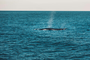 Fototapeta premium Baleine