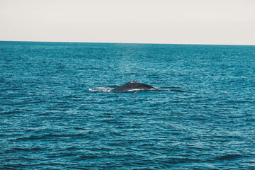 Fototapeta premium Baleine