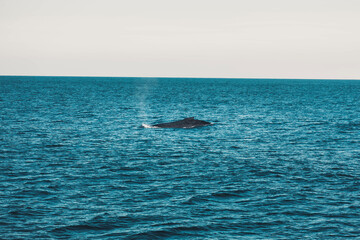 Fototapeta premium Baleine