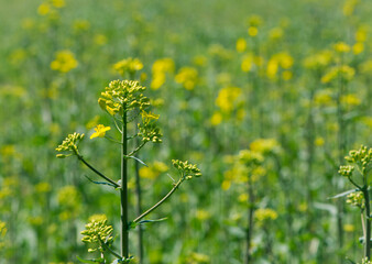 Rapeseed. Brassica napus. are blooming in sunny summer day. yellow flower, isolated on blurred natural background. agriculture, in Europe or Asia. floral background, close-up