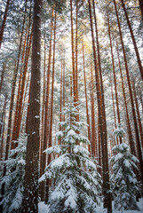 Fototapeta premium Winter landscape of pine forest. Spruce and pine trees in white snow. The evening sunset sun breaks through the trunks of pine trees.