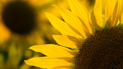 Naklejka premium big bright yellow sunflower in the field. Large flowers of a sunflower in the sunlight. Yellow flowers on a farm field. Agriculture concept, organic products, good harvest. Growing seeds for oil.