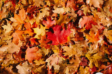 autumn leaves background