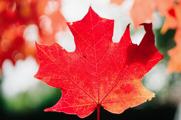 red maple leaf