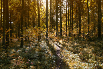 Obraz premium Autumn landscape with the sun in the autumn forest.