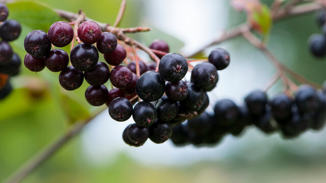 Aronia melanocarpa. Rowan. black chokeberry elderberries on a branch, autumn background close-up. tree or bush with fruits, autumn season. black berries on a branch in the forest. space for text - Powered by Adobe
