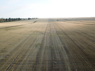 wheat plantation in northern Argentina